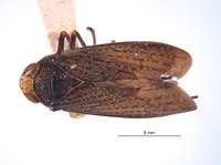 Image of Lodiana biungulata