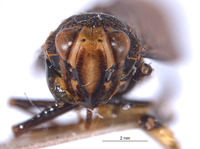 Lodiana biungulata image