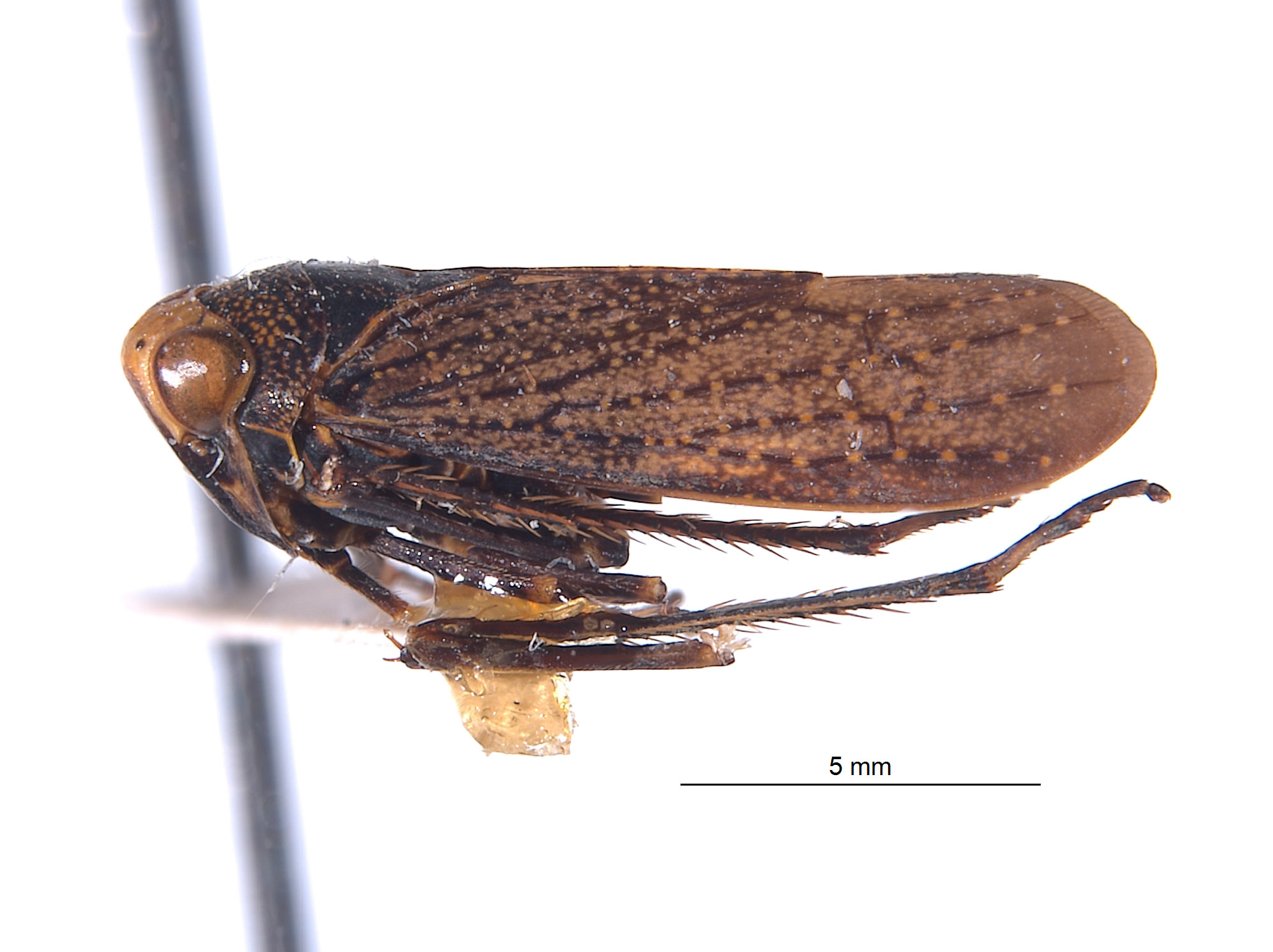 Lodiana biungulata image