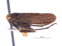 Lodiana biungulata image