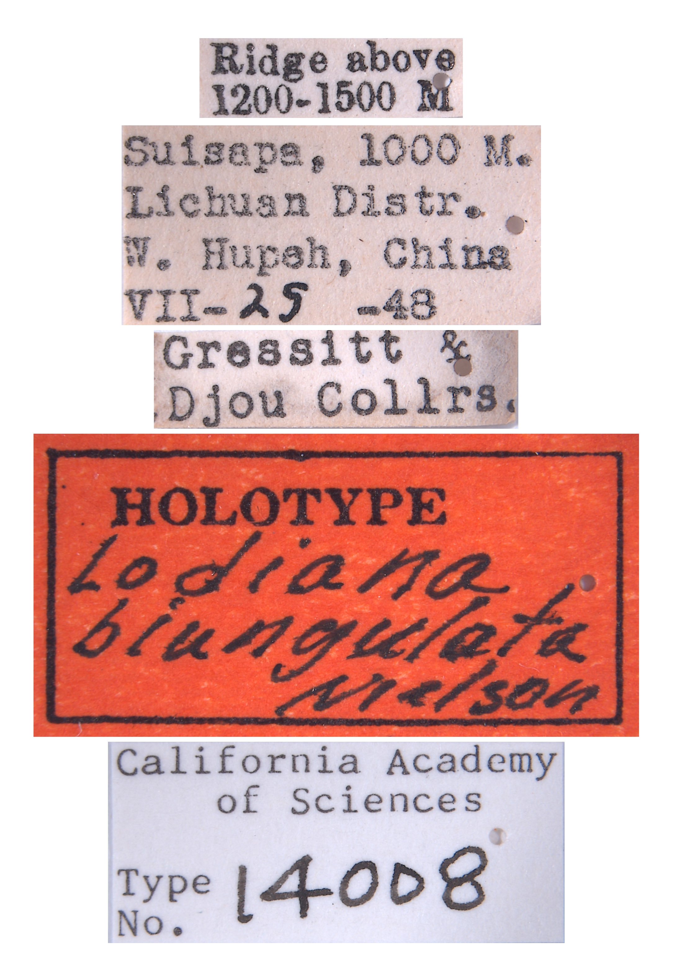 Lodiana biungulata image