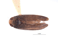 Lodiana mutabilis image