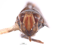 Lodiana mutabilis image