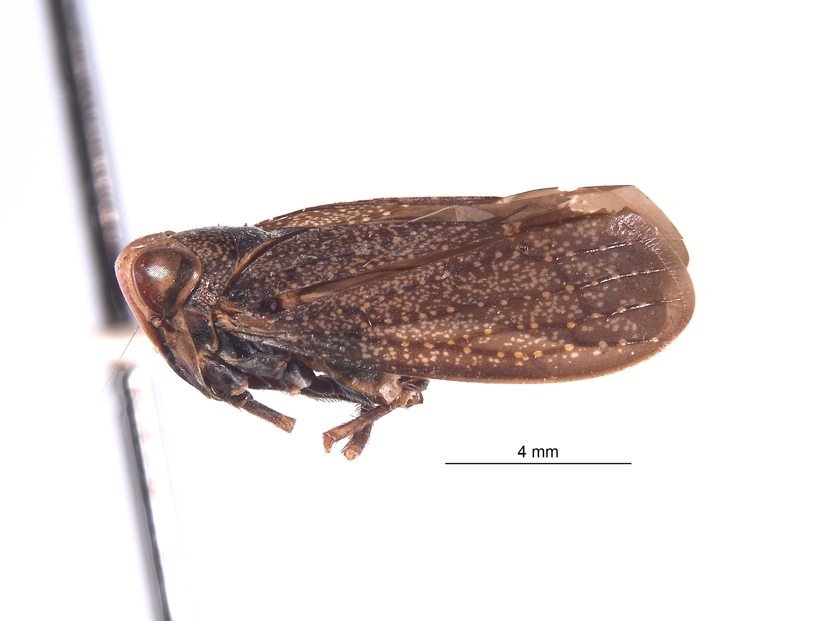 Lodiana mutabilis image