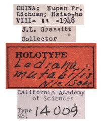 Lodiana mutabilis image