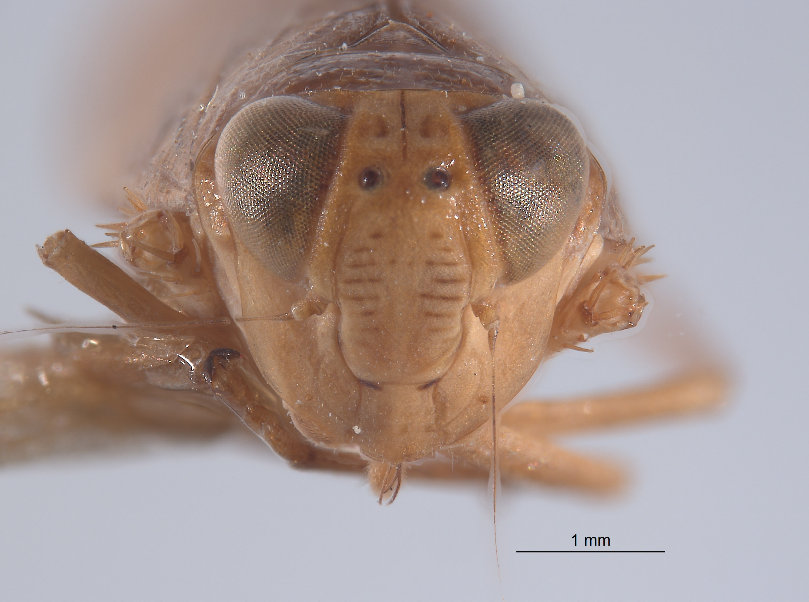 Omanolidia keiferi image