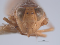 Omanolidia keiferi image