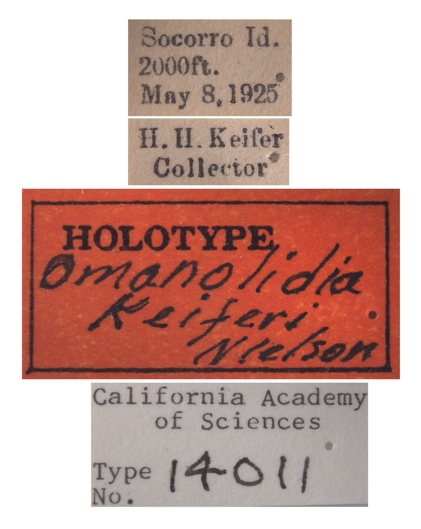 Omanolidia keiferi image