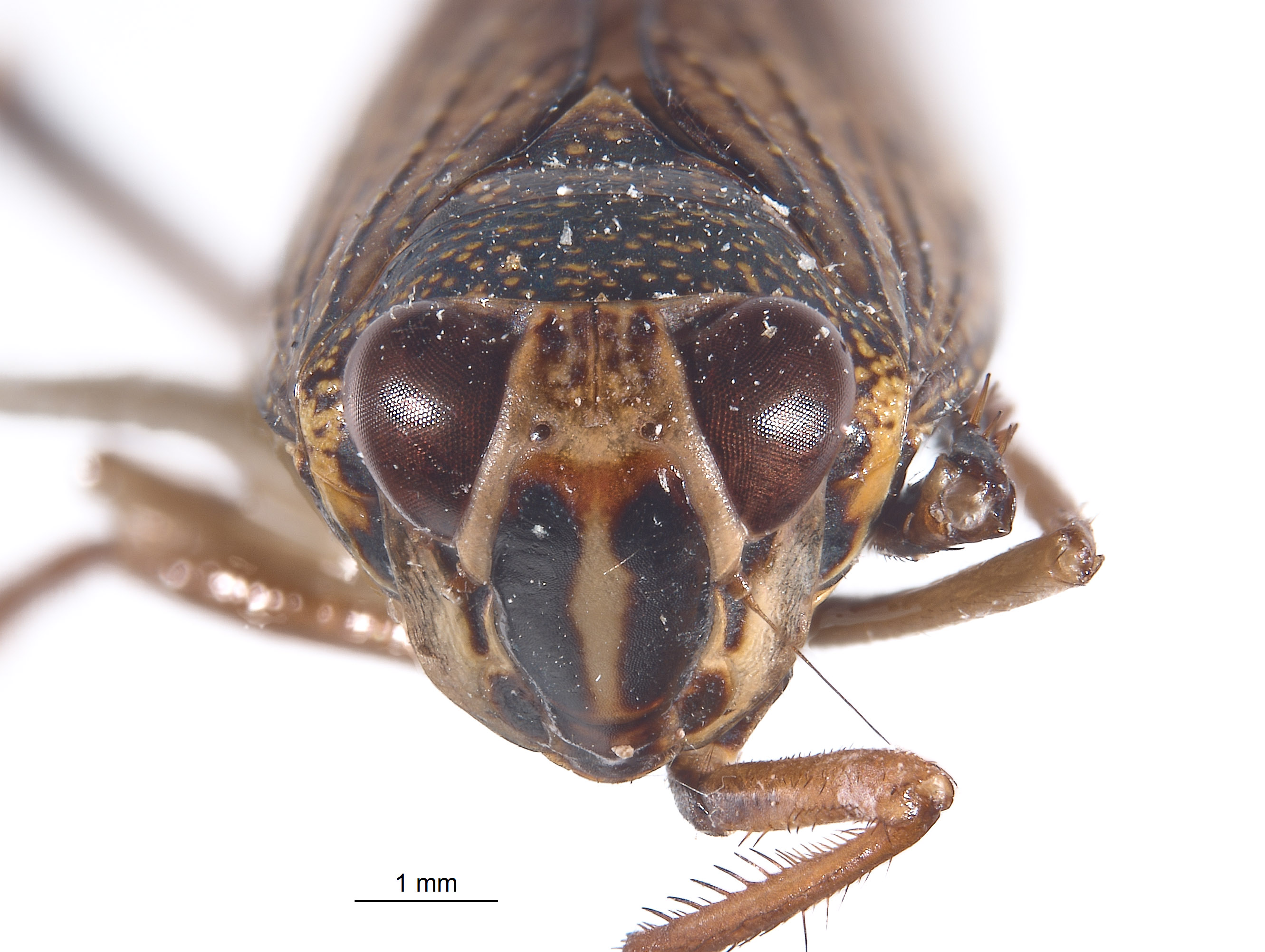 Spinolidia image