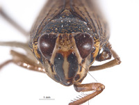 Spinolidia osborni image