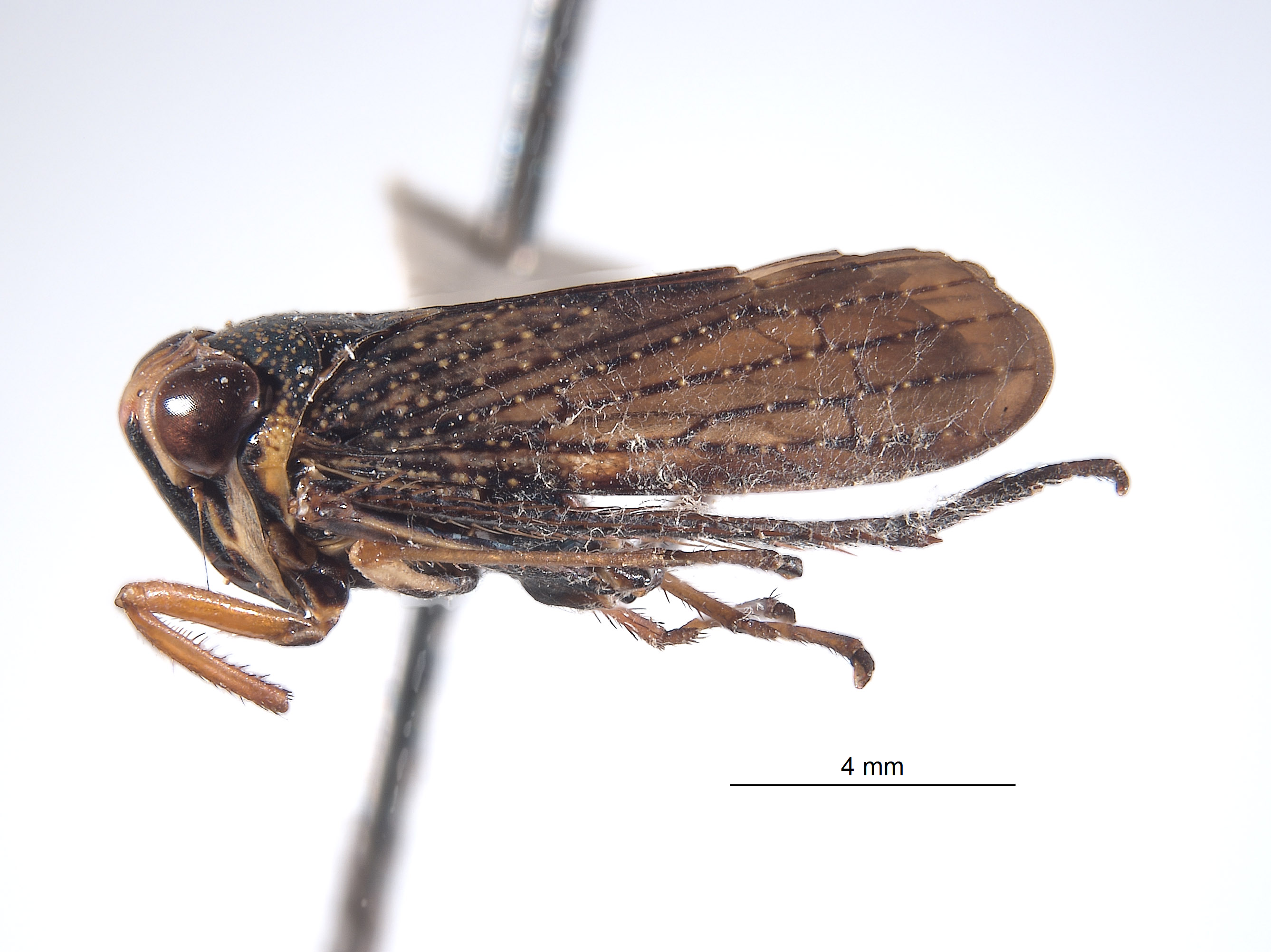 Spinolidia osborni image