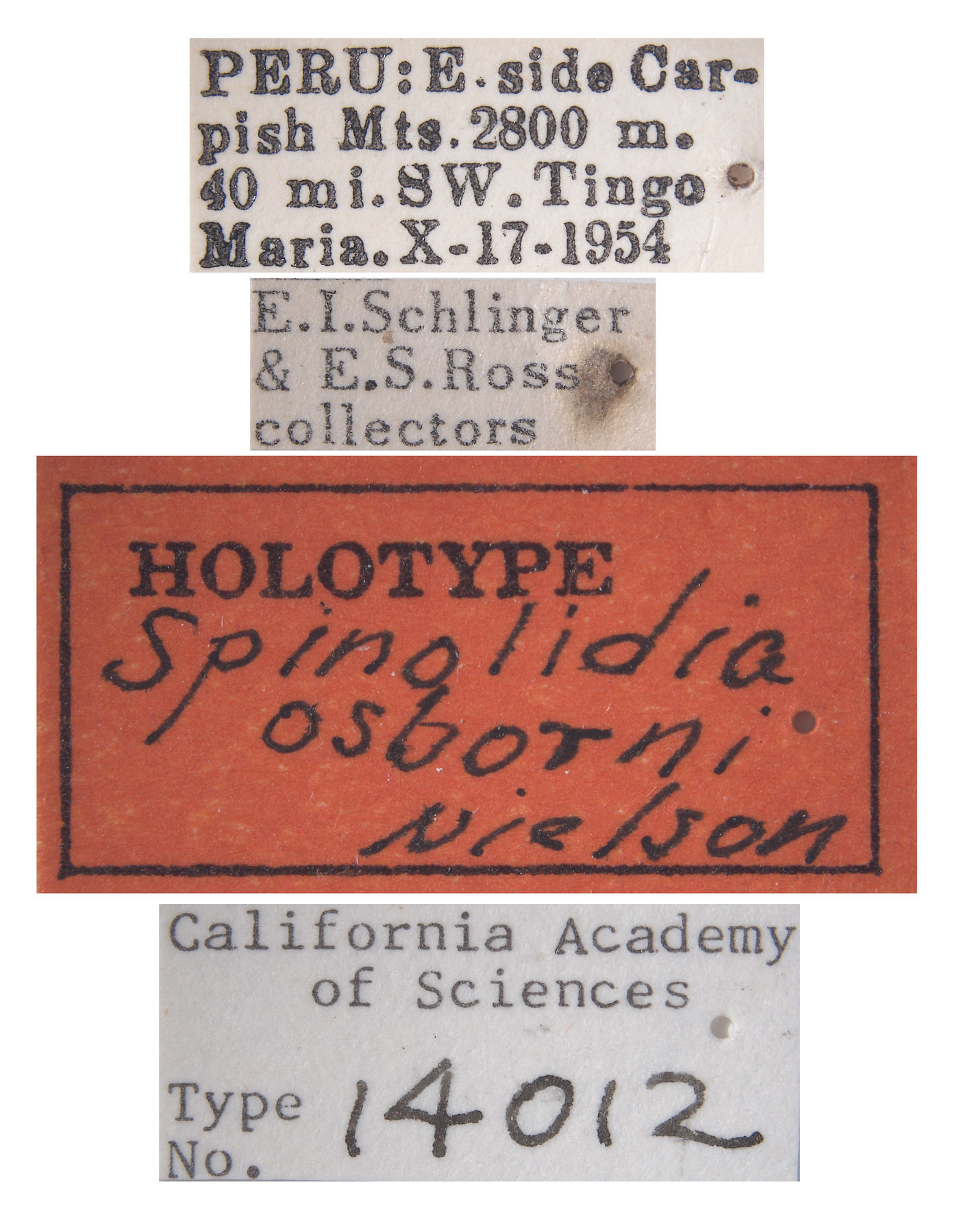 Spinolidia osborni image