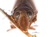 Tinocripus spinosus image