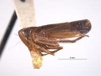 Tinocripus spinosus image