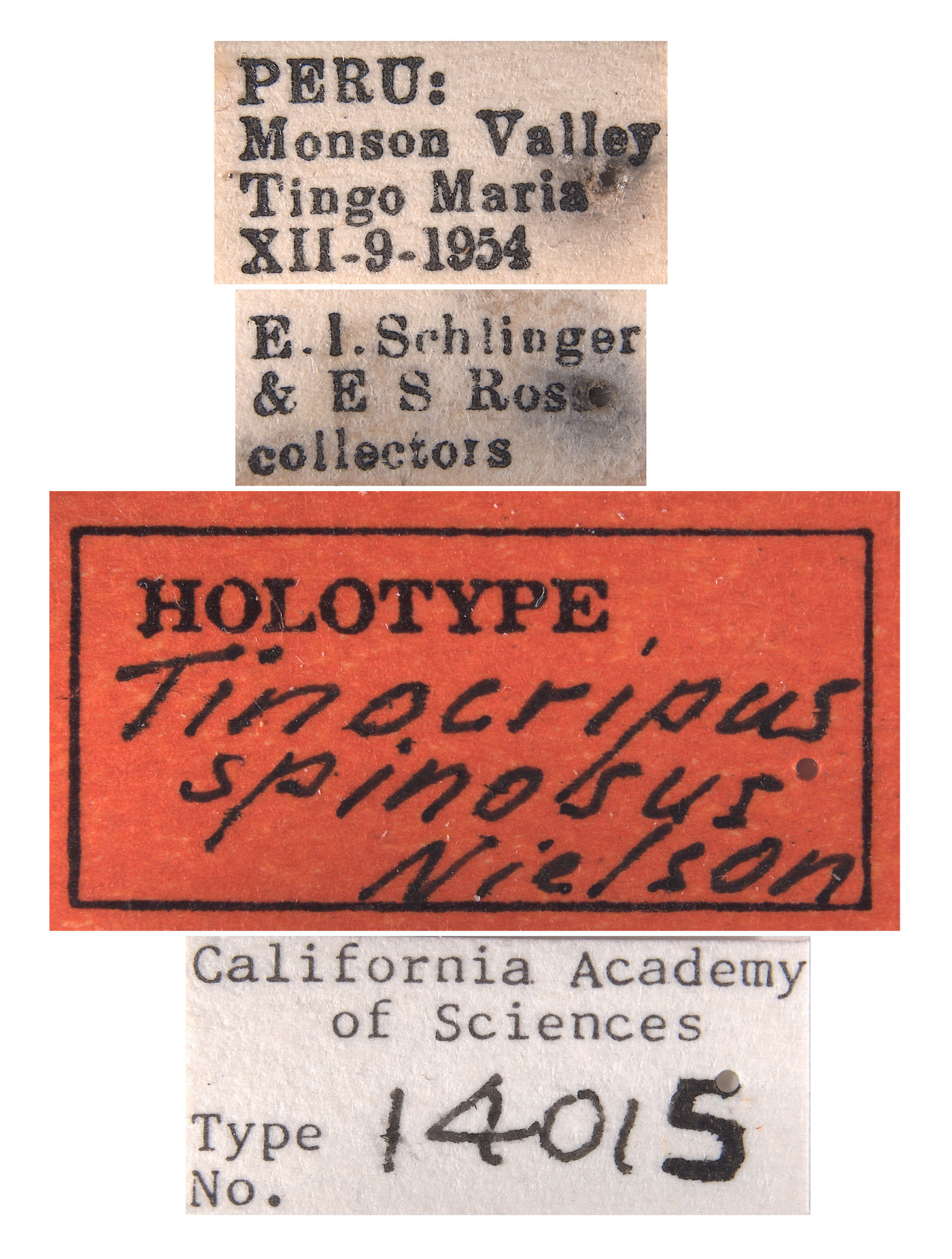 Tinocripus spinosus image