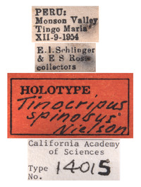 Tinocripus spinosus image