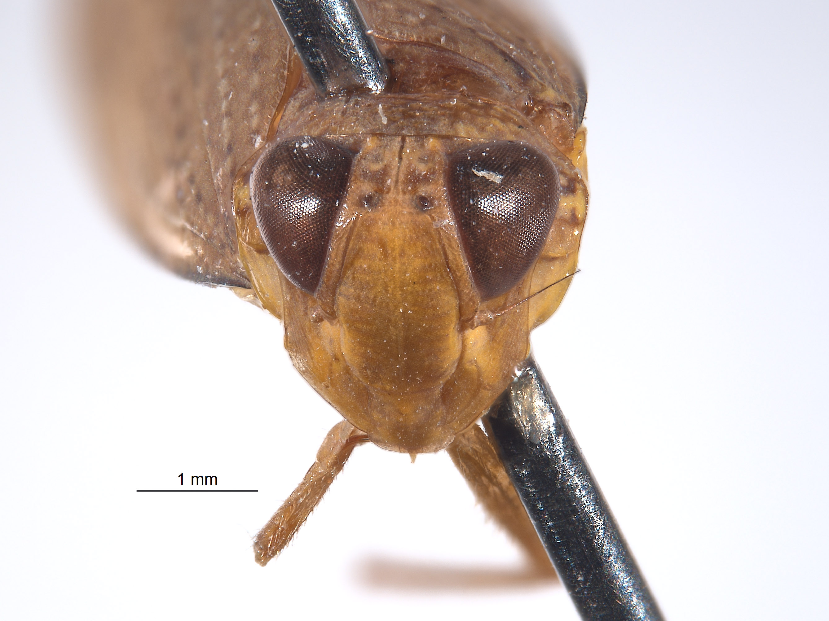 Docalidia crista image