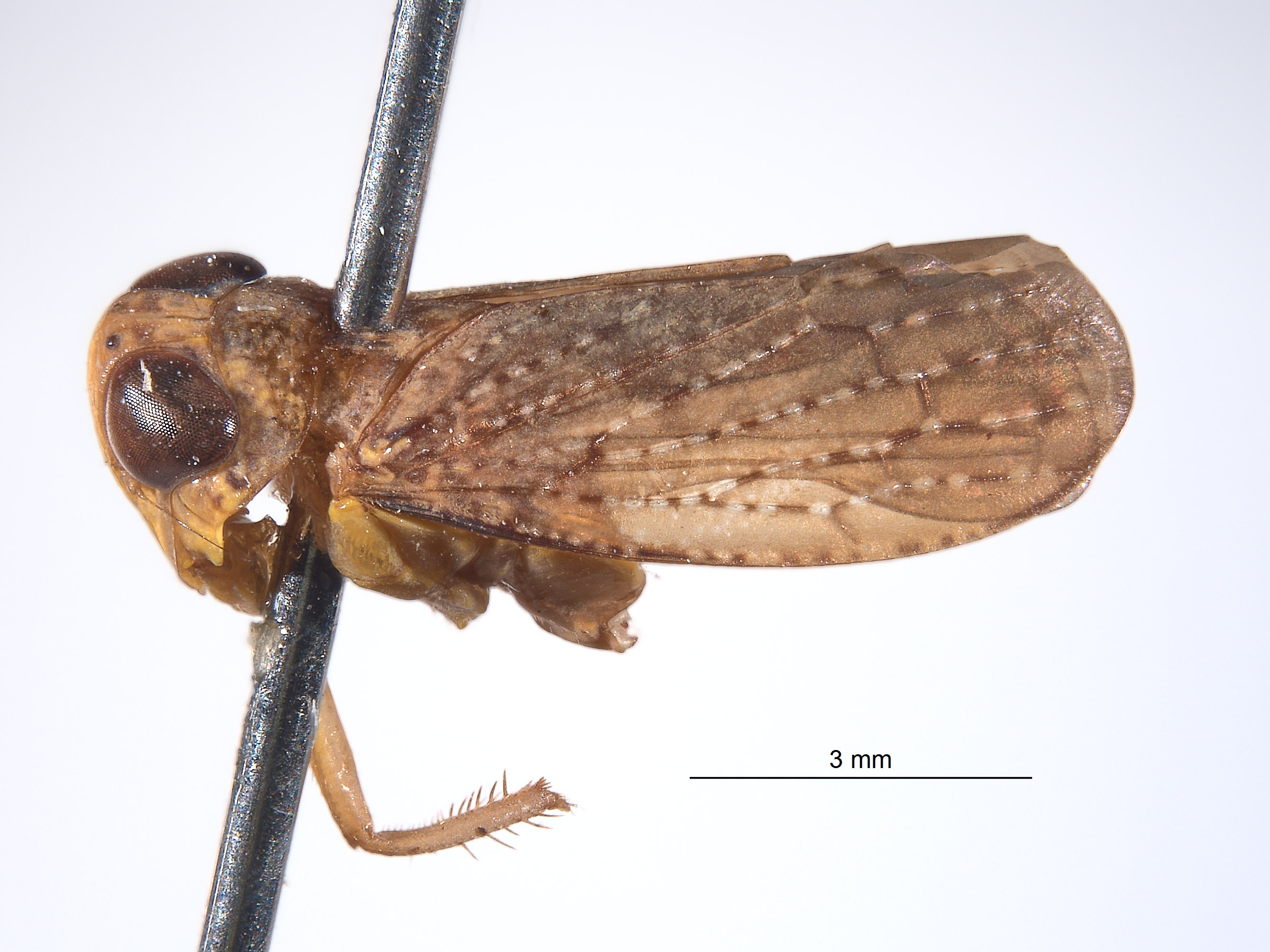 Docalidia crista image