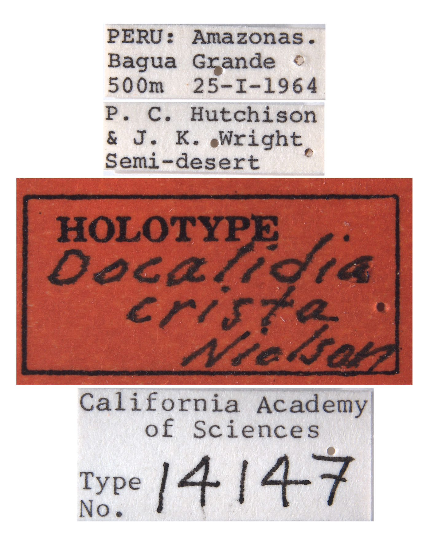 Docalidia crista image