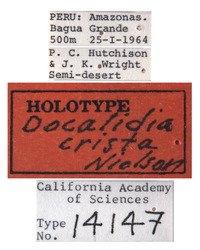 Docalidia crista image