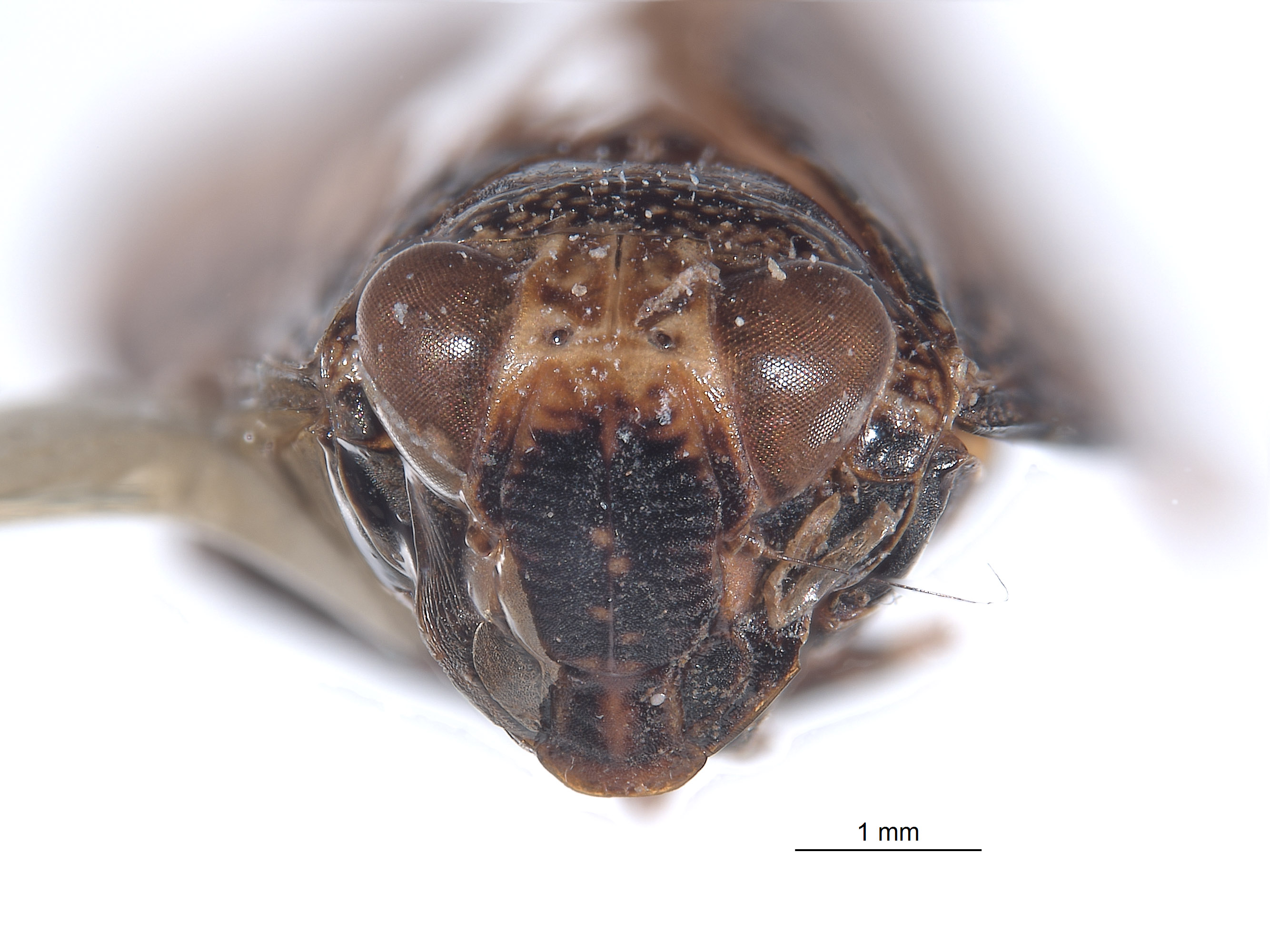 Docalidia hansoni image