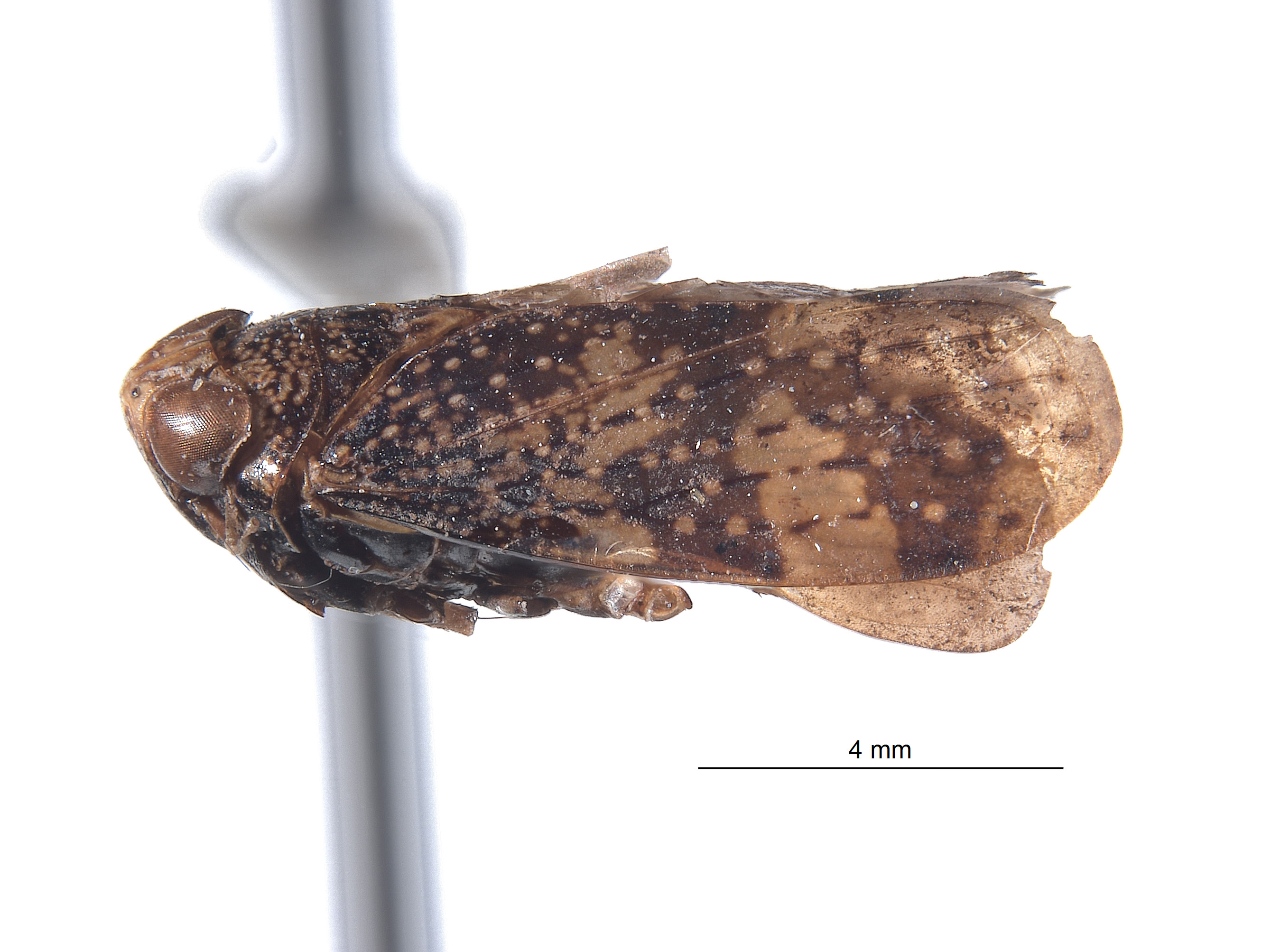 Docalidia hansoni image