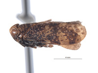 Docalidia hansoni image