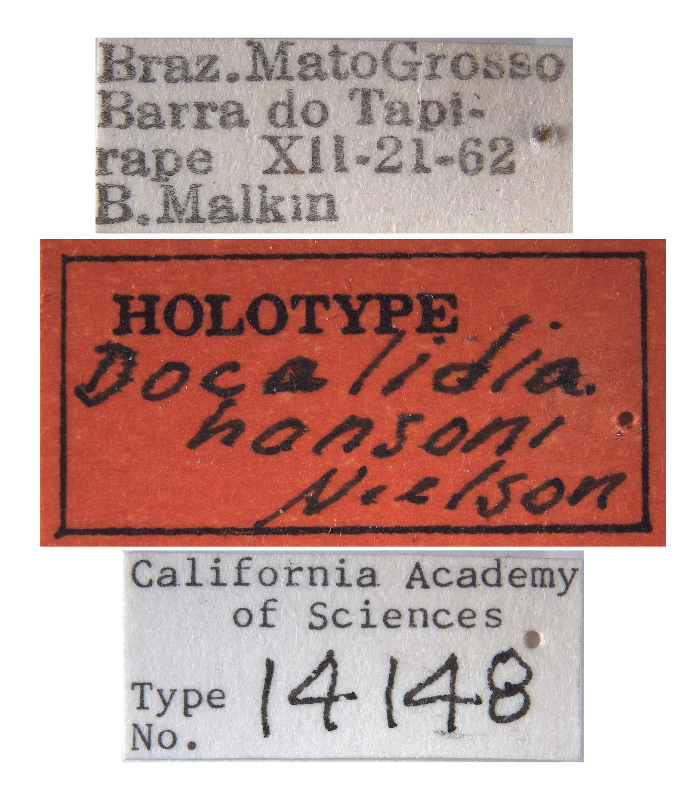 Docalidia hansoni image