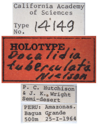 Docalidia tuberculata image