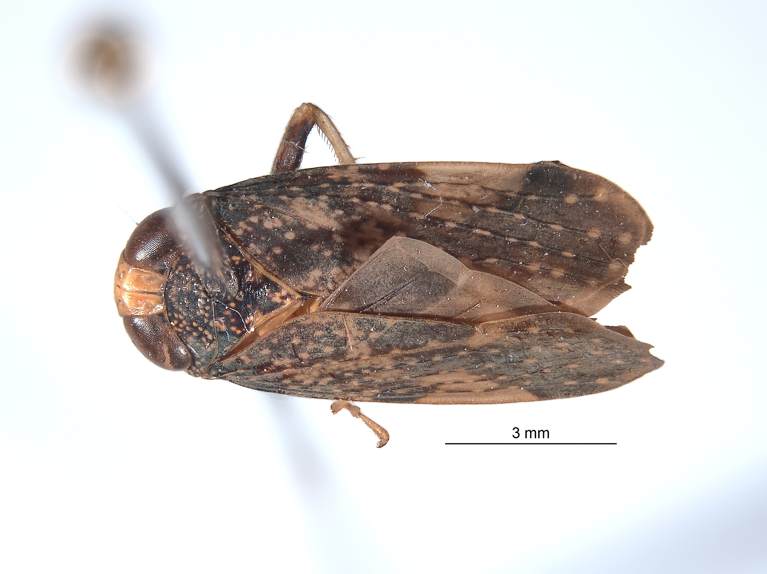 Docalidia tuberculata image