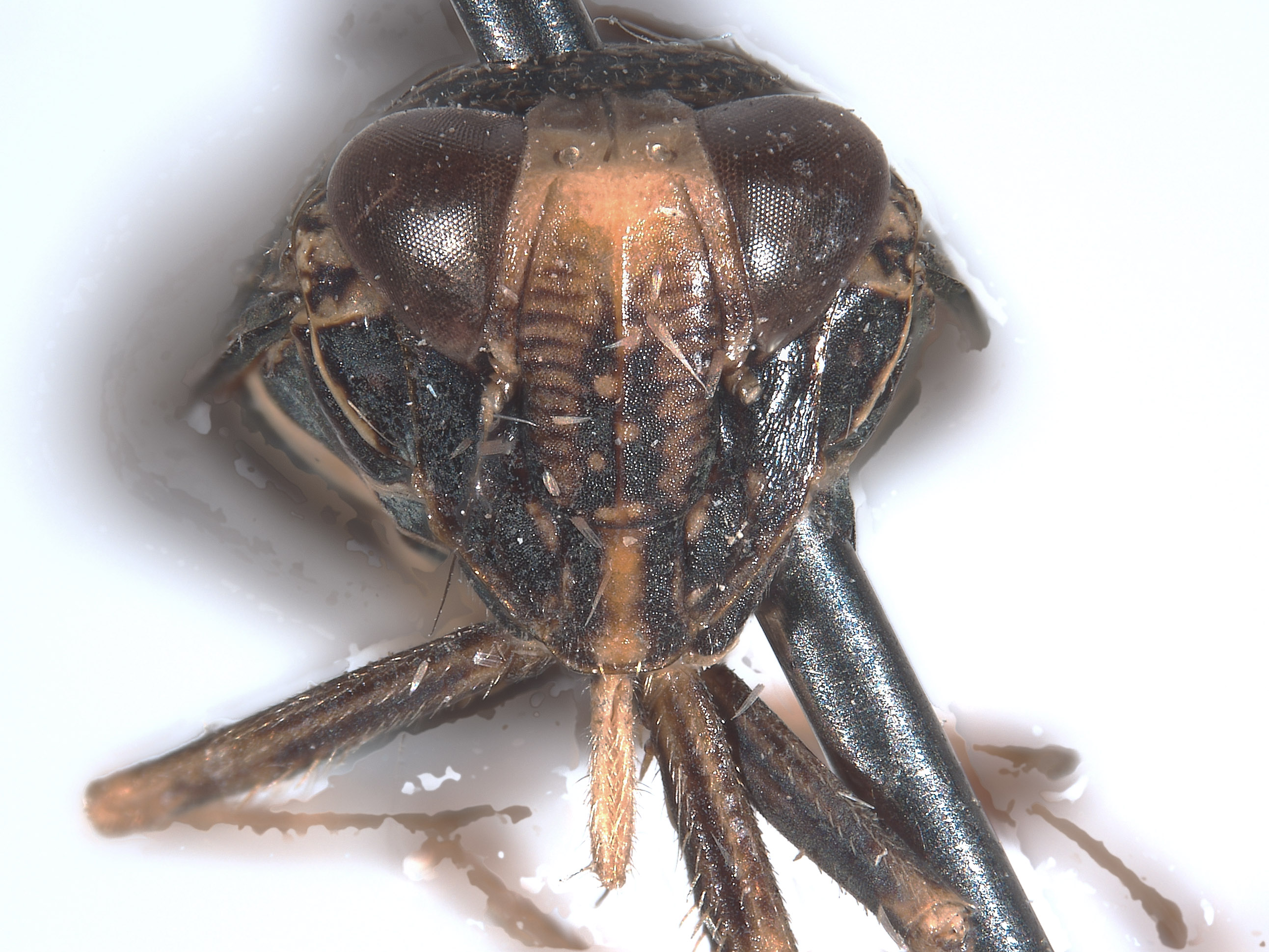 Docalidia tuberculata image