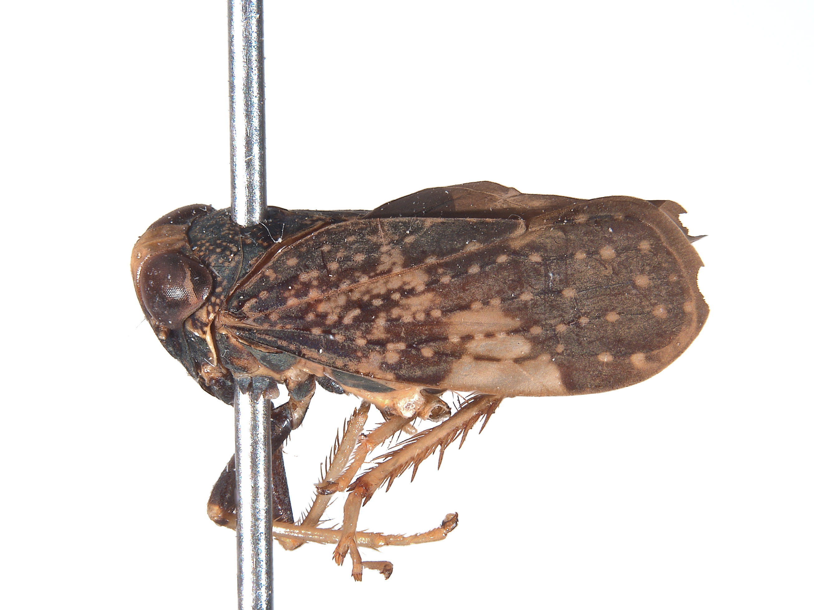 Docalidia tuberculata image