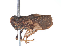Docalidia tuberculata image
