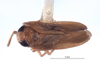 Image of Labocurtidia ungula