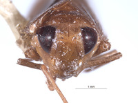 Labocurtidia ungula image