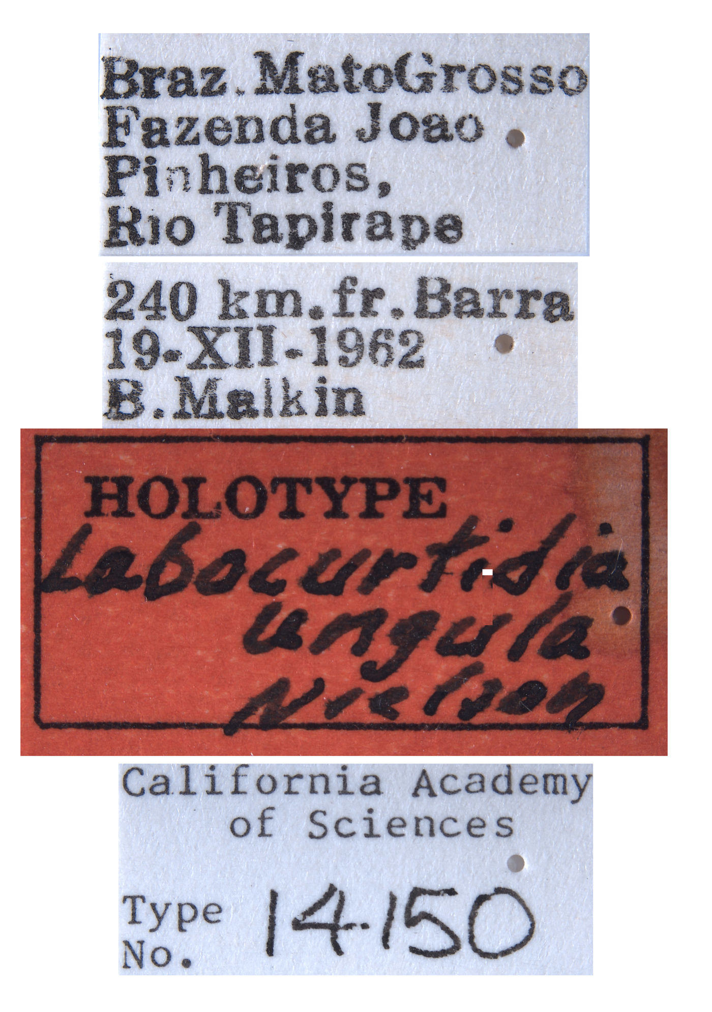 Labocurtidia ungula image