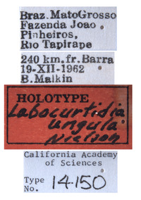 Labocurtidia ungula image