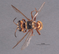 Eucerceris sculleni image