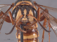 Eucerceris sculleni image