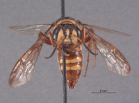 Eucerceris sculleni image