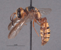 Eucerceris sculleni image