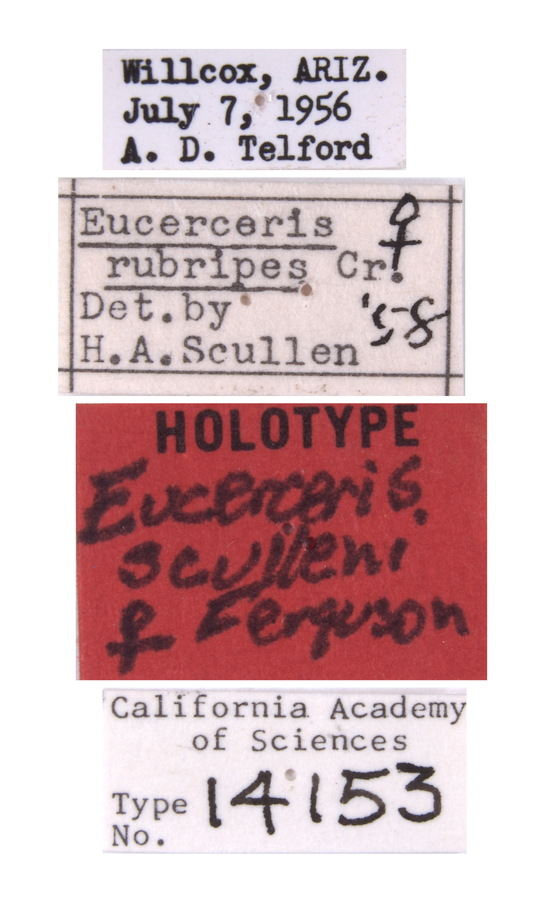 Eucerceris sculleni image