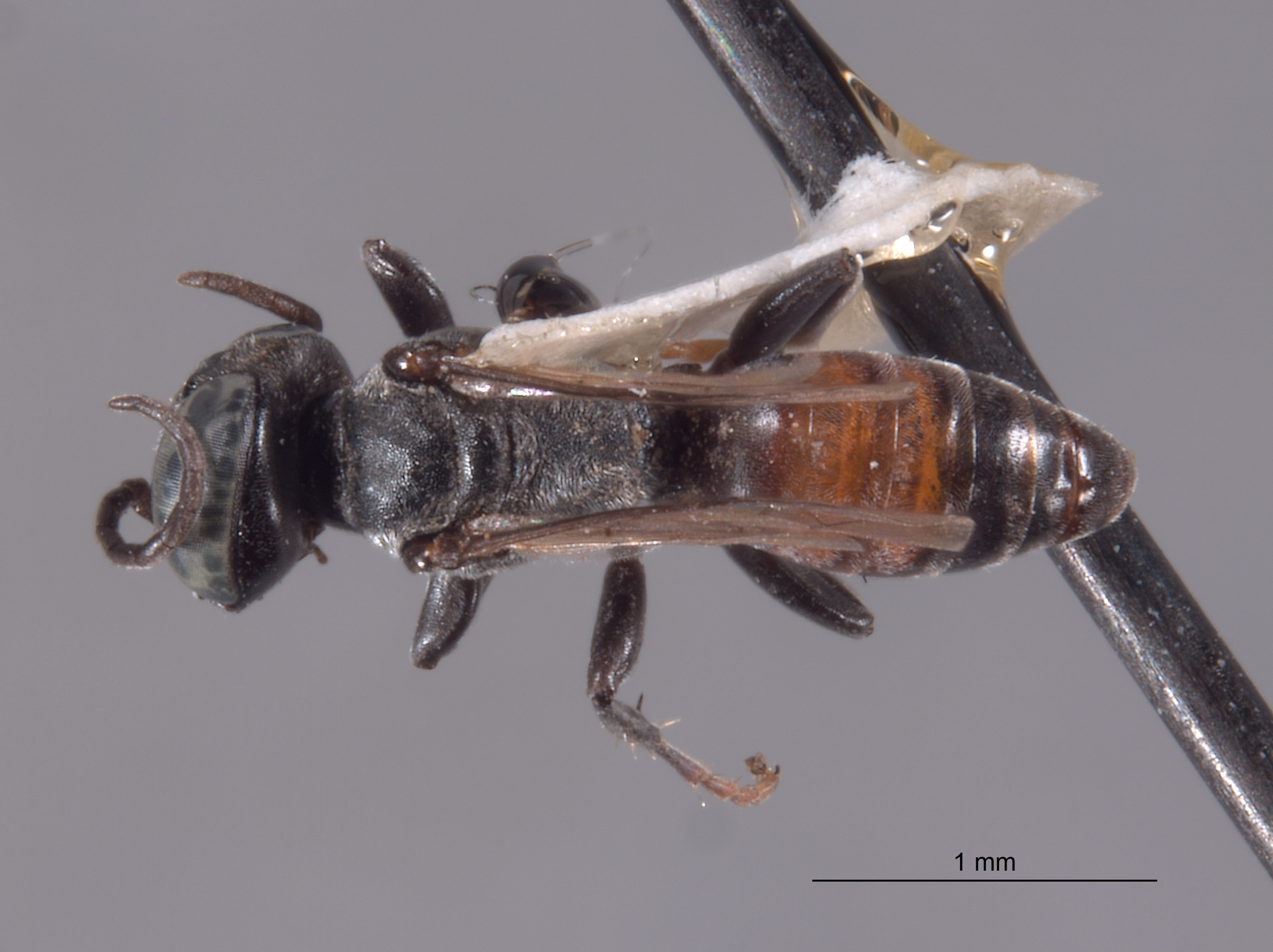 Tachysphex miwok image