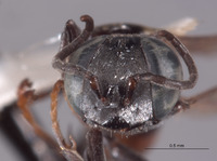 Tachysphex miwok image