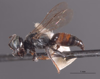 Tachysphex miwok image