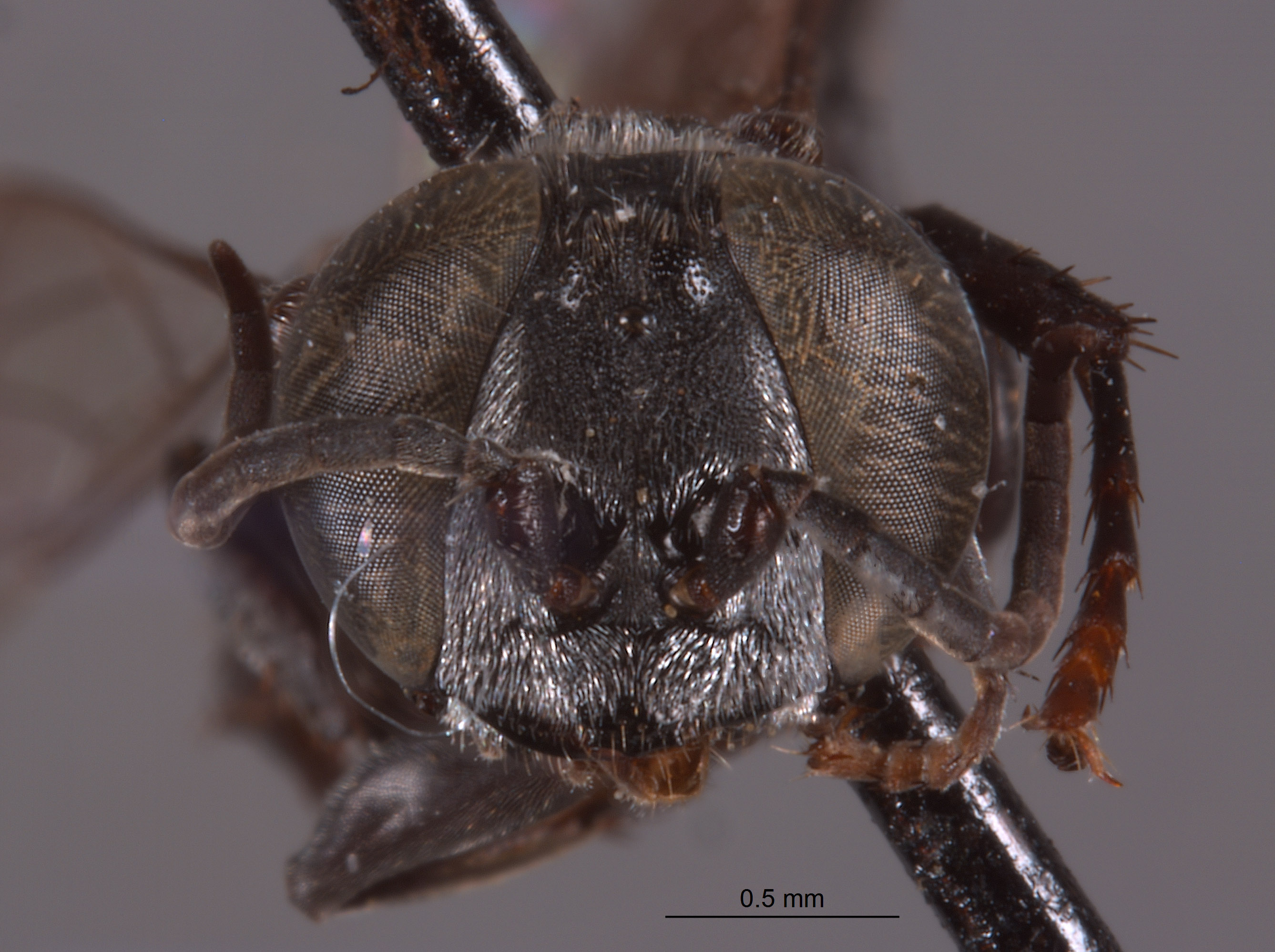 Tachysphex tsil image