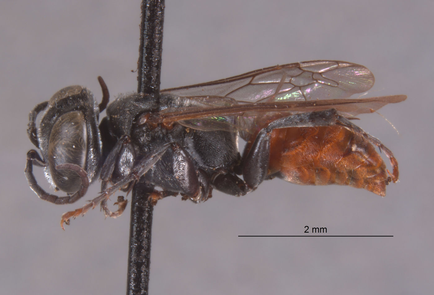 Tachysphex tsil image