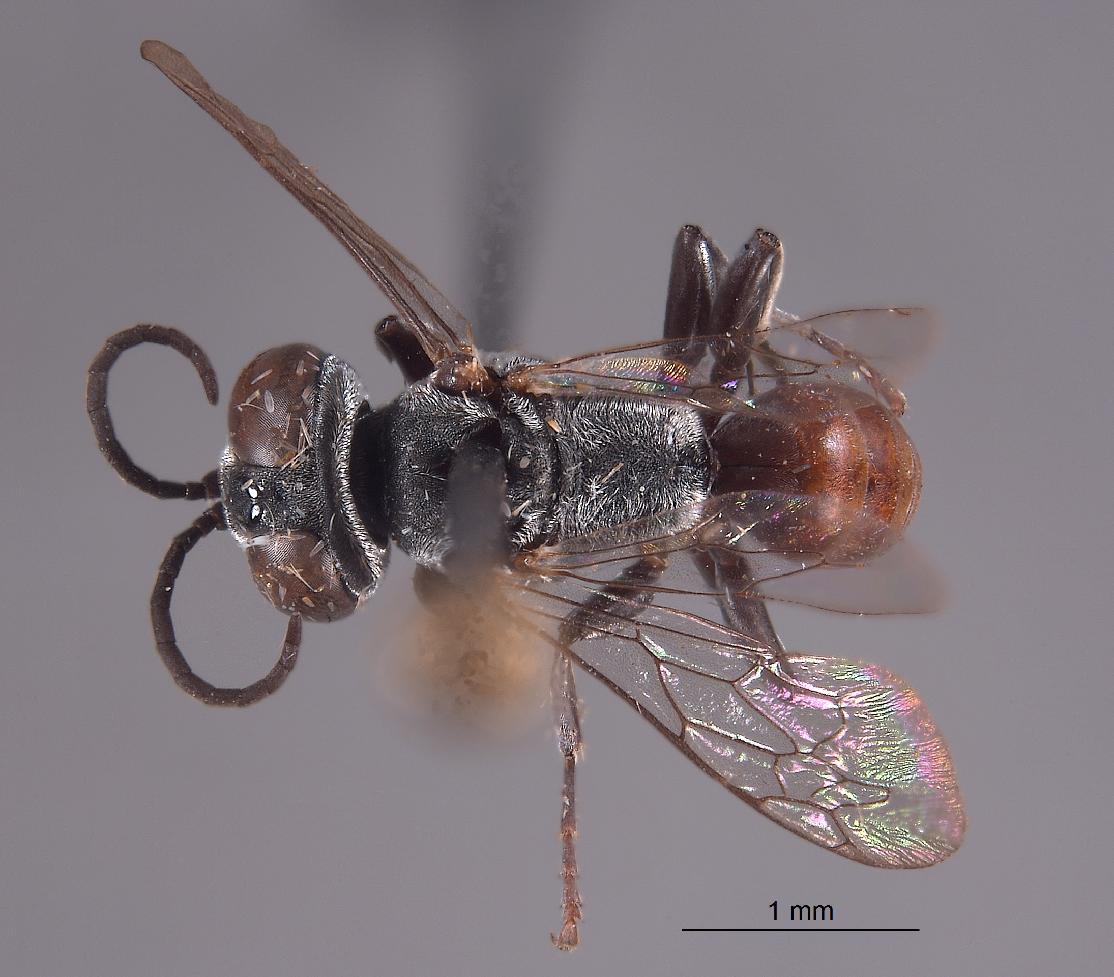 Tachysphex huchiti image