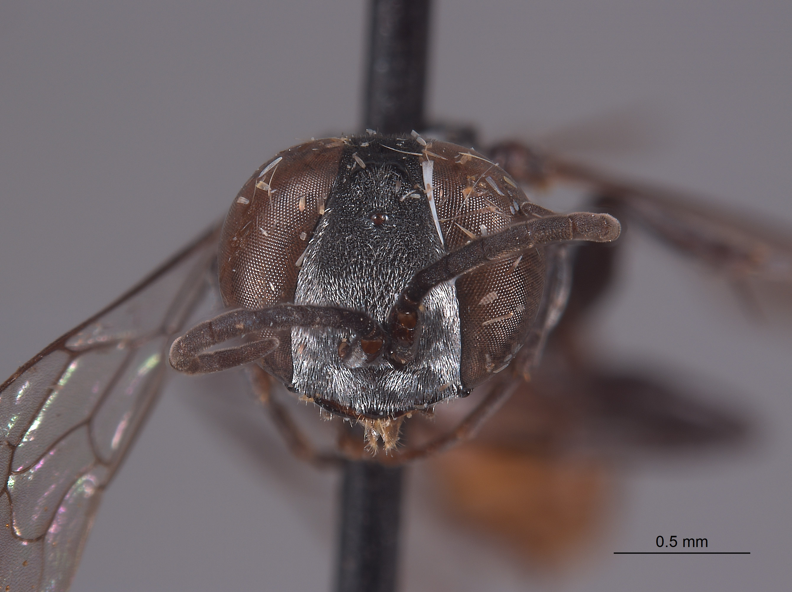 Tachysphex huchiti image