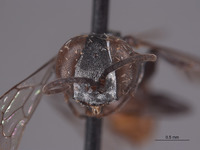 Tachysphex huchiti image